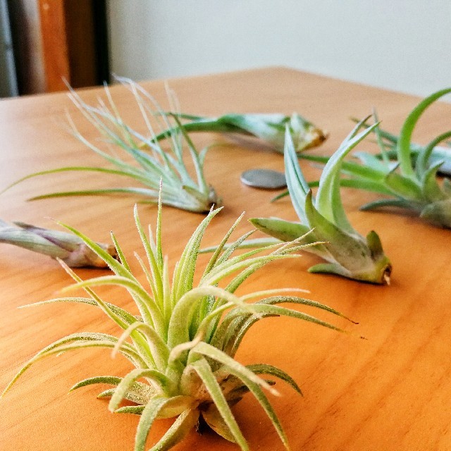 ◇高品質 人工観葉植物 フェイクグリーン 造花 多肉植物 エアプランツ チランジア DMFG22 168 ◇高品質 人工観葉植物 フェイクグリーン 造花 多肉植物 エアプランツ チランジア DMFG22 168