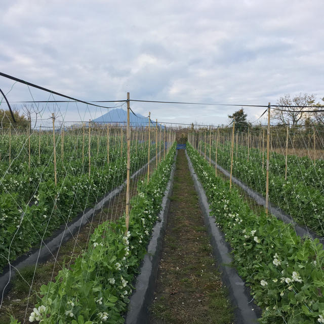 鹿児島産スナップエンドウ箱込み500g^_^ 食品/飲料/酒の食品(野菜)の商品写真