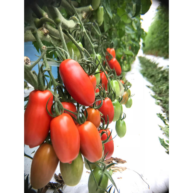 pomodoro (ポモドーロ) 1kg 食品/飲料/酒の食品(野菜)の商品写真