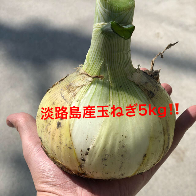 淡路島産 玉ねぎ 新玉 5kg 無農薬‼️ 食品/飲料/酒の食品(野菜)の商品写真