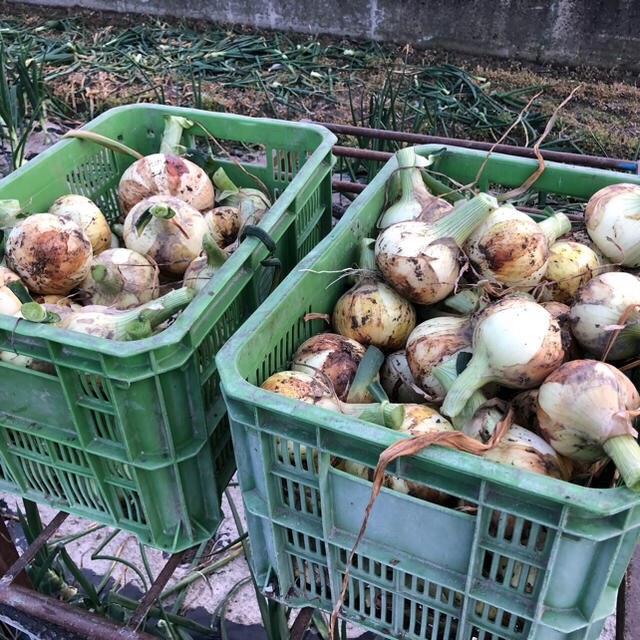 淡路島産 玉ねぎ 新玉 5kg 無農薬‼️ 食品/飲料/酒の食品(野菜)の商品写真