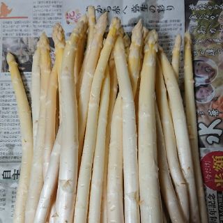 (増量！) 佐賀県産ホワイトアスパラ1.5キロ(訳あり)(野菜)