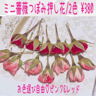 【色選び自由】枝付きミニ薔薇蕾押し花10輪/まとめ買いがお得♡(各種パーツ)