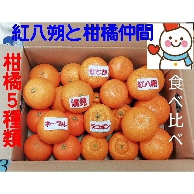 ⑦柑橘5種の食べ比べ♥️和歌山自家栽培 食品/飲料/酒の食品(フルーツ)の商品写真