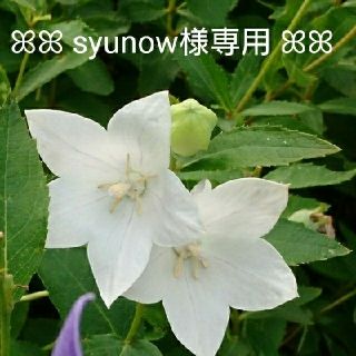 【syunow様専用】☆薔薇のスワッグ セット☆(ドライフラワー)