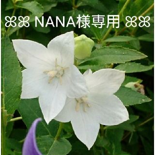 【NANA様専用】☆薔薇のスワッグ セット☆(ドライフラワー)