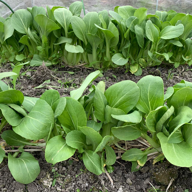 農家直送 新鮮野菜 野菜詰め合わせ 無農薬 低農薬  食品/飲料/酒の食品(野菜)の商品写真