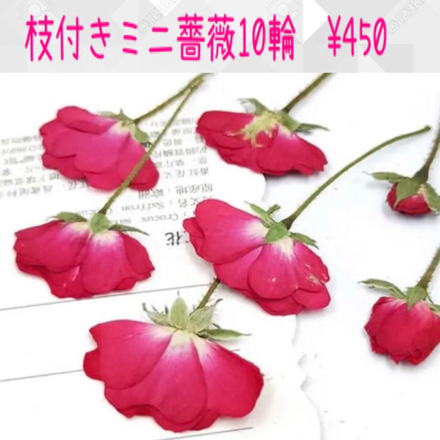 入手困難/枝付きミニ薔薇横押し花/ミニバラ押し花/10輪 ハンドメイドの素材/材料(各種パーツ)の商品写真