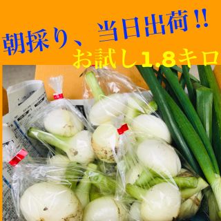  朝採り新玉ねぎ 1.8キロ 当日出荷 農家直送品 / 野菜 詰め合わせ(野菜)