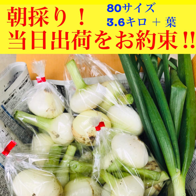 新玉ねぎ 朝採り当日出荷 農家直送品 / 野菜 詰め合わせ 食品/飲料/酒の食品(野菜)の商品写真