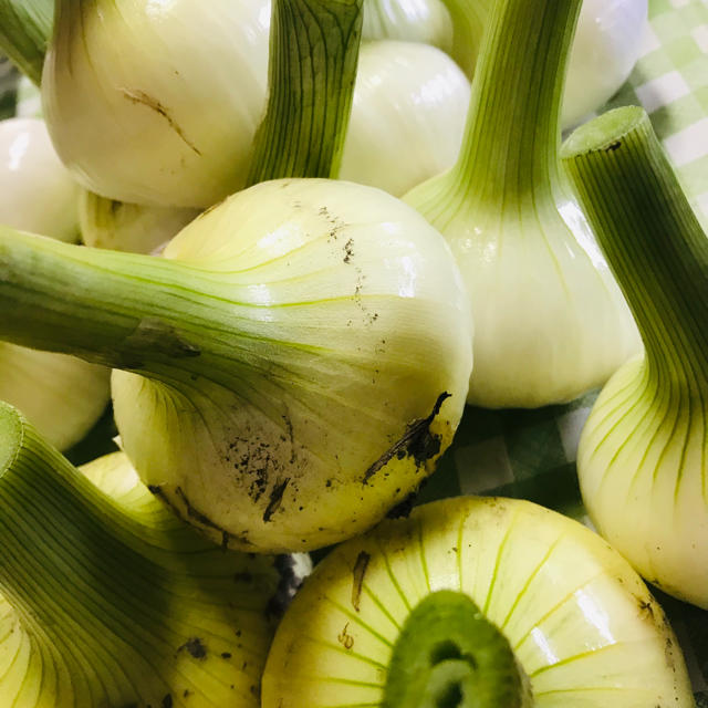 新玉ねぎ 朝採り当日出荷 農家直送品 / 野菜 詰め合わせ 食品/飲料/酒の食品(野菜)の商品写真