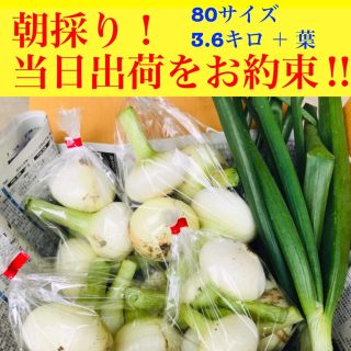 新玉ねぎ 朝採り当日出荷 農家直送品 / 野菜 詰め合わせ(野菜)