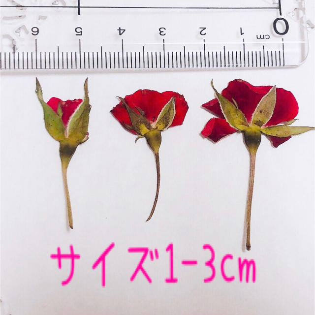 枝付き薔薇蕾押し花 レッド30輪 ハンドメイドの素材/材料(各種パーツ)の商品写真