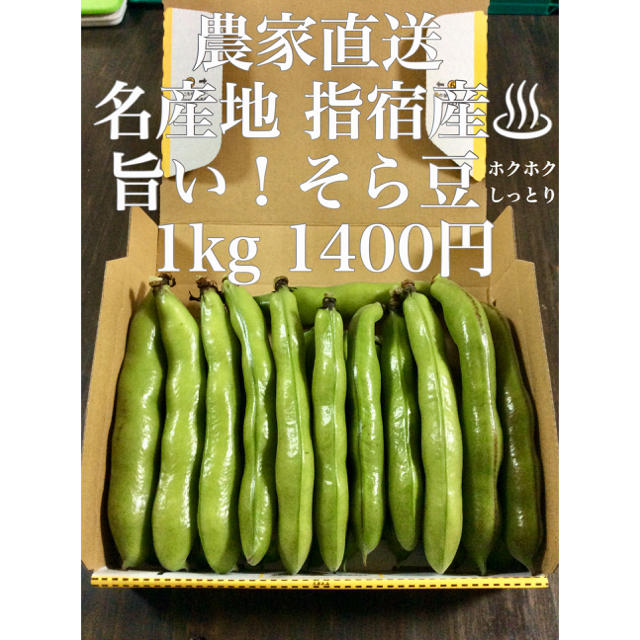 農家直送 指宿産 そら豆 1kg‼️ 食品/飲料/酒の食品(野菜)の商品写真