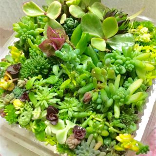 多肉植物セダム他カット苗80本♪ピーチバタフライパープルヘイズ即購入ok(その他)