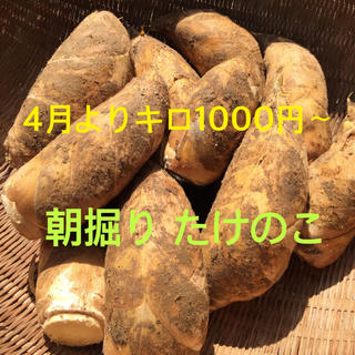 4月1日〜3日発送予定 宮崎県産 朝掘り たけのこ キロ1000円〜 2キロより(野菜)