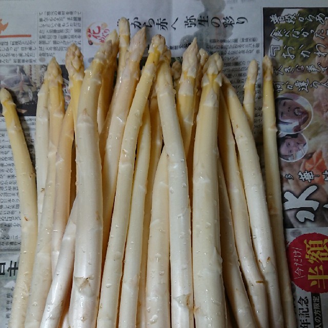 (限定増量！)佐賀県産ホワイトアスパラ1.8キロ(訳あり) 食品/飲料/酒の食品(野菜)の商品写真