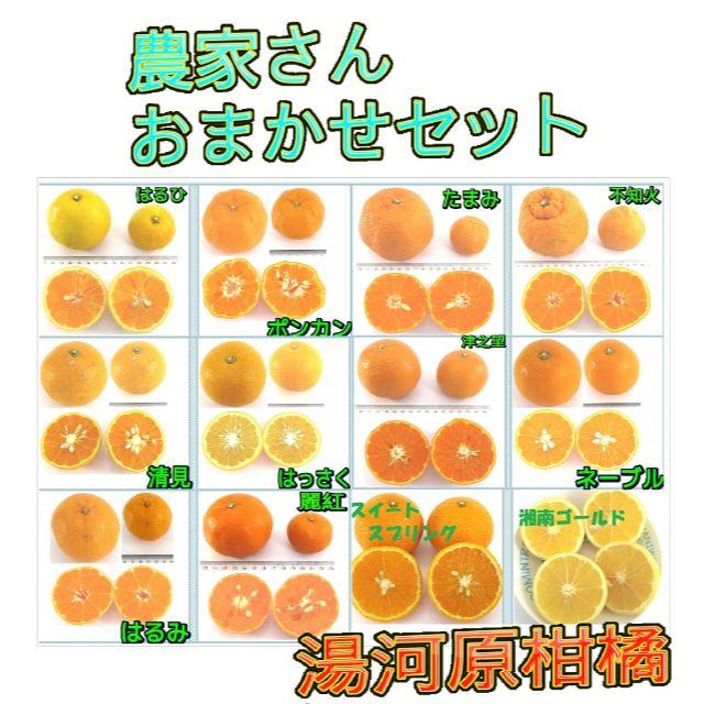 かんきつ５㌔ 詰合せ🍊ご家庭用 おまかせ 柑橘いろいろ 産地直送 数量限定 食品/飲料/酒の食品(フルーツ)の商品写真