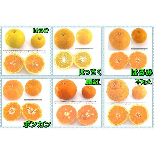 かんきつ５㌔ 詰合せ🍊ご家庭用 おまかせ 柑橘いろいろ 産地直送 数量限定 食品/飲料/酒の食品(フルーツ)の商品写真