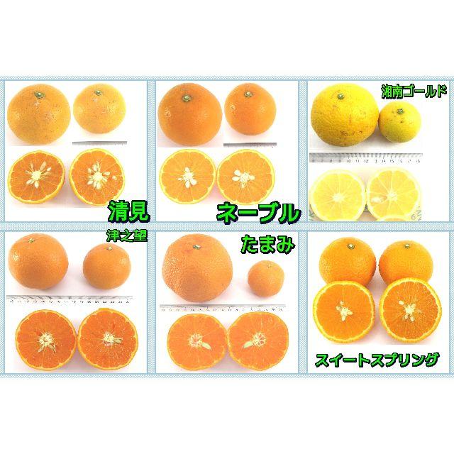 かんきつ５㌔ 詰合せ🍊ご家庭用 おまかせ 柑橘いろいろ 産地直送 数量限定 食品/飲料/酒の食品(フルーツ)の商品写真