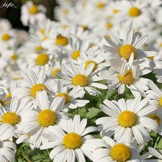 コハマギク ハマギク 花の苗 小浜菊 抜き苗(その他)