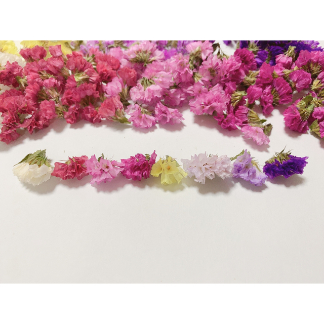 送料込300円 全8色スターチス花のみ ハンドメイドのフラワー/ガーデン(ドライフラワー)の商品写真