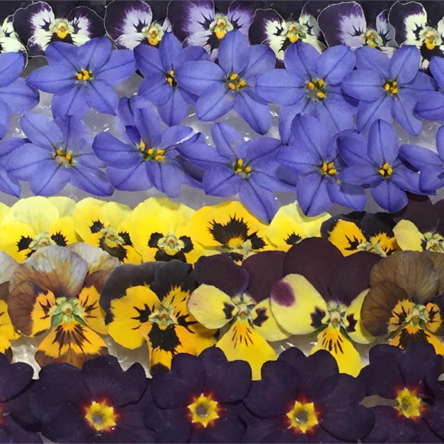 春のお花のドライフラワーmix   R-⑦ ハンドメイドのフラワー/ガーデン(ドライフラワー)の商品写真