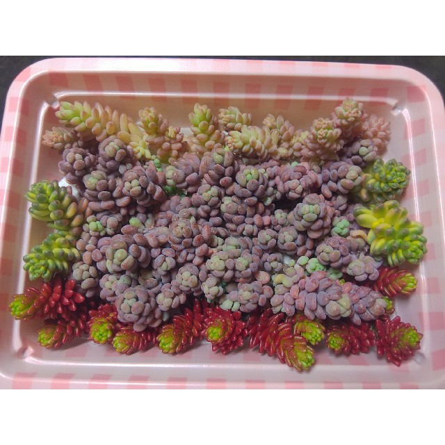 追加！（ミニ箱） 多肉植物 カット苗 寄せ植えに ハンドメイドのフラワー/ガーデン(その他)の商品写真