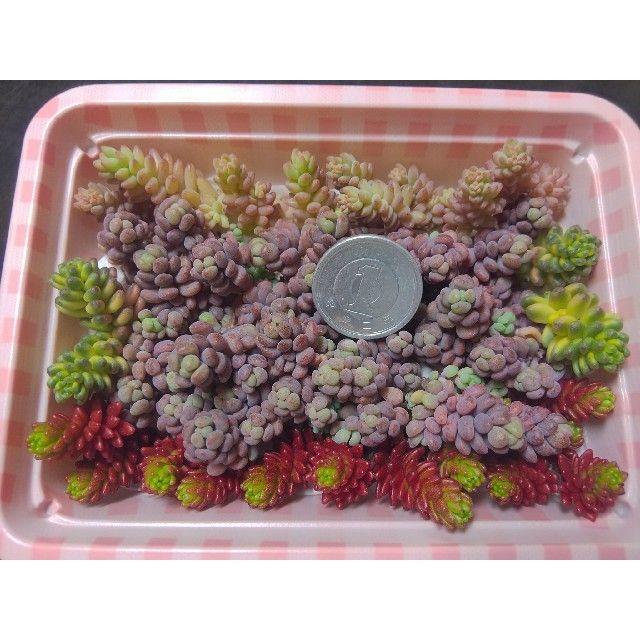 追加！（ミニ箱） 多肉植物 カット苗 寄せ植えに ハンドメイドのフラワー/ガーデン(その他)の商品写真