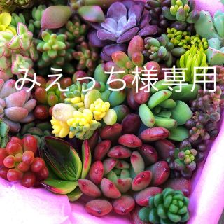 みえっち様専用！   多肉植物カット苗 寄せ植え(その他)