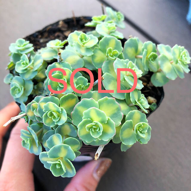 50 Off 多肉植物抜き苗 斑入りミセバヤ 人気満点 Www Iciforestal Com Uy 50 Off 多肉植物抜き苗 斑入りミセバヤ 人気満点 Www Iciforestal Com Uy