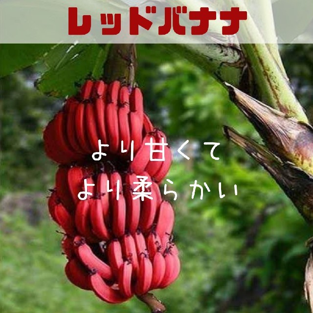 
【赤バナナ】レッドバナナ　種子5粒 ハンドメイドのフラワー/ガーデン(その他)の商品写真