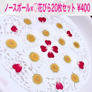 【数量限定セット22枚】ノースポール12枚×♡花びら10枚セット♪/押し花素材(各種パーツ)