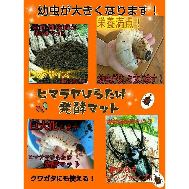 送料無料！80リットル　カブトムシ幼虫が巨大化！ヒマラヤひらたけ発酵マット☆*＊