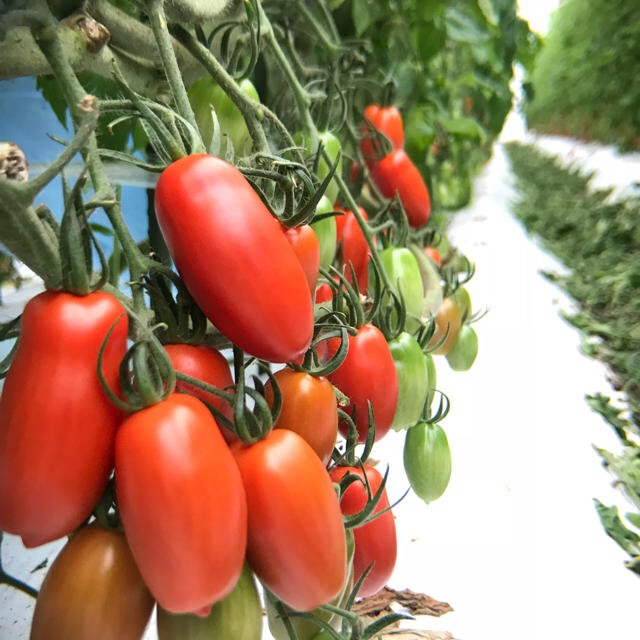 美肌トマト(サンマルツァーノ リゼルバ)   1kg 食品/飲料/酒の食品(野菜)の商品写真