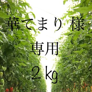 美肌トマト(サンマルツァーノリゼルバ)2kg(野菜)