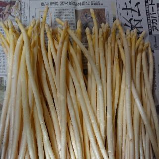 (増量！)佐賀県産極細ホワイトアスパラ1.8キロ(訳あり)(野菜)