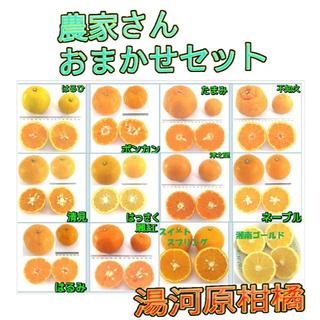 ５ｋｇセット🍊かんきつ色々詰合わせ柑橘 ご家庭用 産地直送 数量限定(フルーツ)