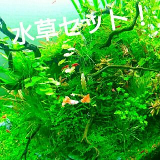 水草セット✴アクアリウムを楽しもう❗❗(アクアリウム)
