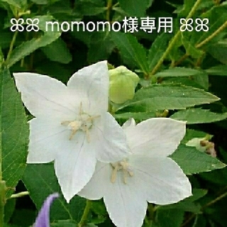 【momomo様専用】薔薇のブーケ&ブートニア セット(ブーケ)