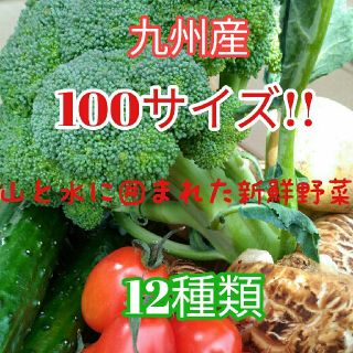 大人気✨九州産100サイズ新鮮春野菜12種類を箱いっぱい詰め合わせセット✨(野菜)