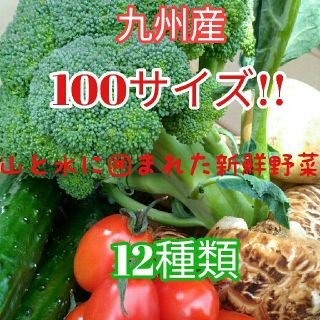 大人気✨九州産100サイズ新鮮春野菜12種類を箱いっぱい詰め合わせセット✨(野菜)