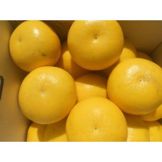 高知産　露地　土佐文旦　２Ｌ　約１０Ｋｇ　家庭用(フルーツ)