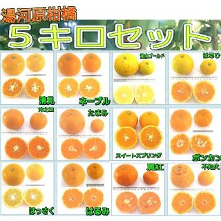 ５㌔セット🍊かんきつ色々詰合わせ柑橘 ご家庭用 産地直送 数量限定(フルーツ)