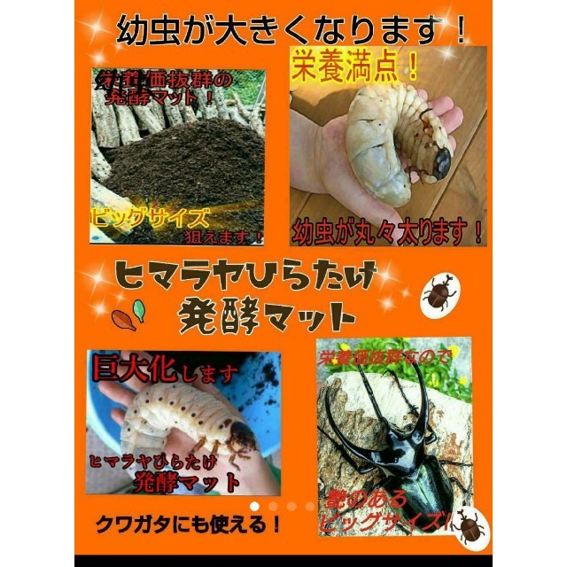 送料無料！80リットル　カブトムシ幼虫が巨大化！ヒマラヤひらたけ発酵マット☆*＊