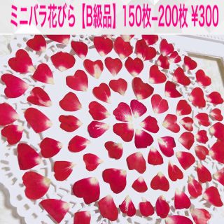 【大容量150-200枚】ミニバラ花びら(B級品)/押し花素材(数量限定)(各種パーツ)