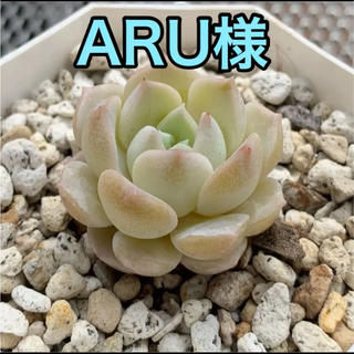 ARU様専用 多肉植物(その他)