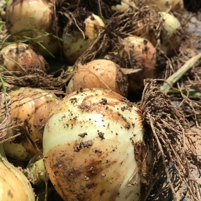 訳あり 新玉ねぎ10kg 長崎県産 有機栽培 食品/飲料/酒の食品(野菜)の商品写真