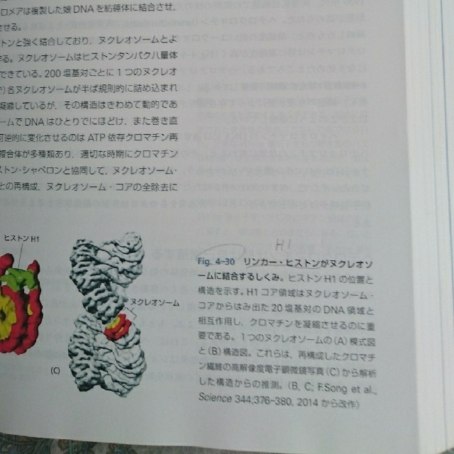 The 第6版の通販 by usaosaka's shop｜ラクマ Cell 細胞の分子生物学 新作大得価