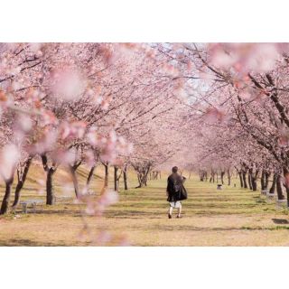 こむぎ様専用(ひざ丈ワンピース)